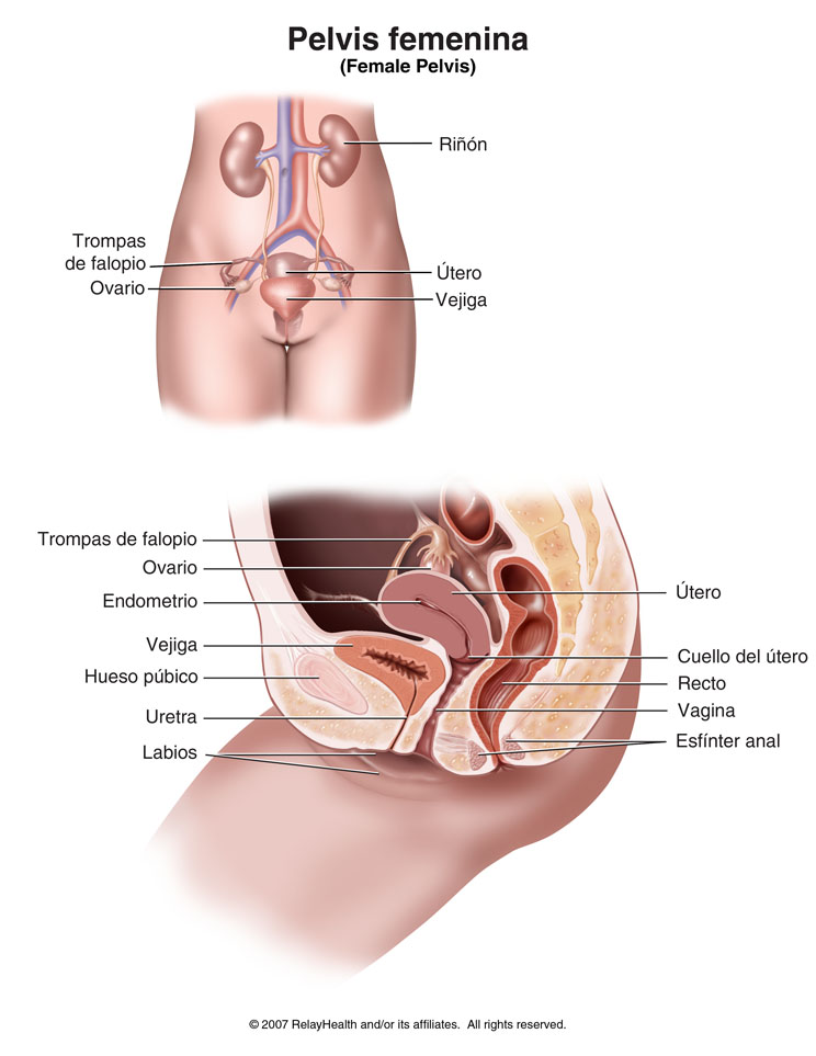 Pelvis feminina: ilustración