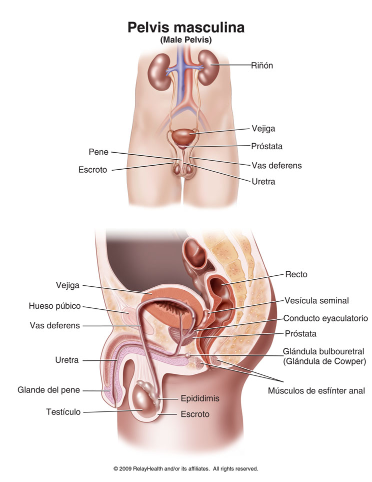 Pelvis masculina: ilustración