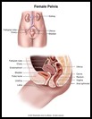 Thumbnail image of: Female Pelvis: Illustration