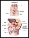 Thumbnail image of: Male Pelvis: Illustration