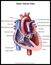 Thumbnail image of: Heart, Interior View: Illustration