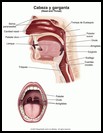 Thumbnail image of: Cabeza y garganta: ilustración