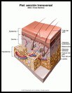 Thumbnail image of: Piel (sección transversal): ilustración