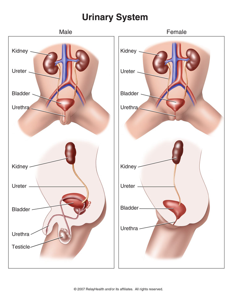 Urinary System: Illustration