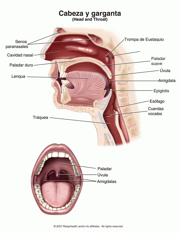 Cabeza y garganta: ilustración