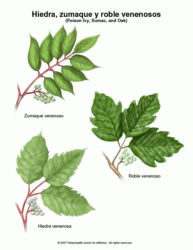 Hiedra venenosa y toxicodendron: ilustración