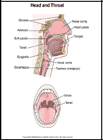 Thumbnail image of: Head and Throat: Illustration