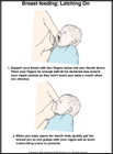 Thumbnail image of: Breast-Feeding, Latching on: Illustration