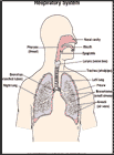 Thumbnail image of: Respiratory System: Illustration