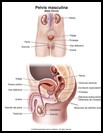 Thumbnail image of: Pelvis masculina: ilustración