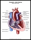 Thumbnail image of: Corozón (sección transversal): ilustración