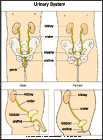 Thumbnail image of: Sistema urinario: ilustracin