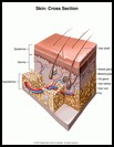 Thumbnail image of: Skin, Cross Section: Illustration